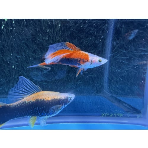 **Limited Apache Red Tuxedo HiFin Swordtails(2M2F/Group 2)**