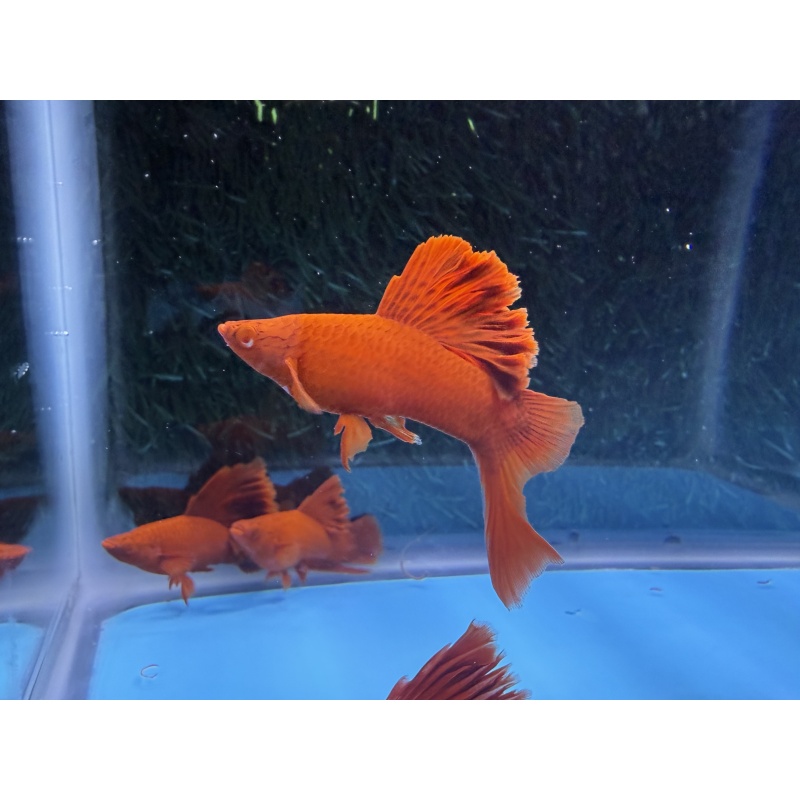 **Deep Albino Red Cauliflower Sabretail Swordtail(2M2F)**