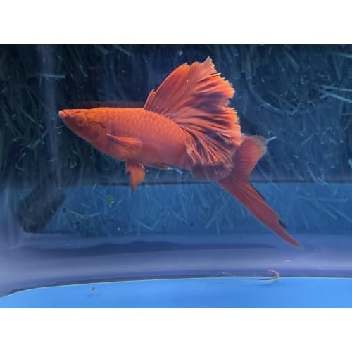 **Deep Albino Red Cauliflower Sabretail Swordtail(2M2F)**