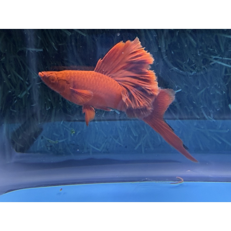 **Deep Albino Red Cauliflower Sabretail Swordtail(2M2F)**