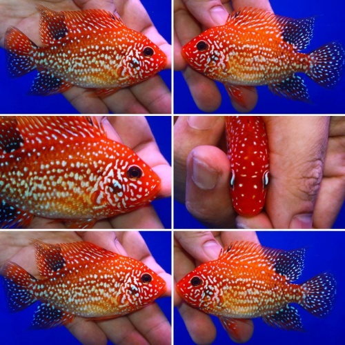 fade male Super red texas size 4 inch