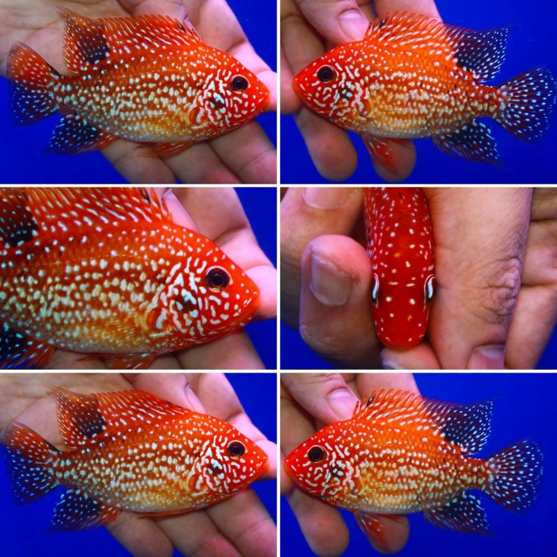 fade male Super red texas size 4 inch