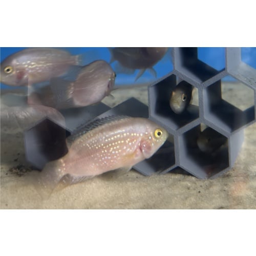 gold Jack Dempsey Cichlid