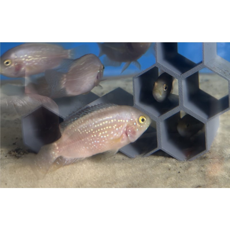 gold Jack Dempsey Cichlid