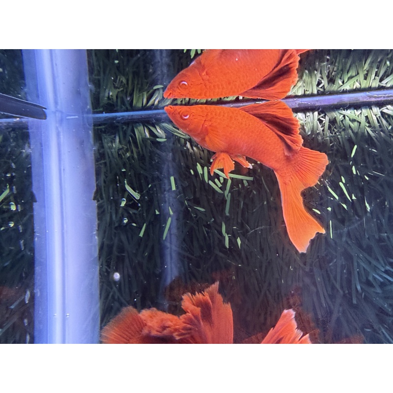 **Deep Albino Red Cauliflower Sabretail Swordtail(2M2F)**