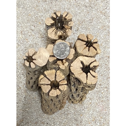 Thick Cholla Wood 6” pieces X20