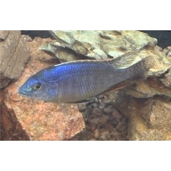 Sulfurhead or sulfurhead peacock African cichlid 3-4in male