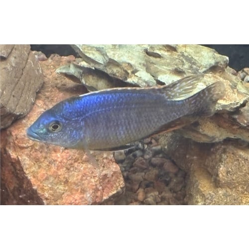 Sulfurhead or sulfurhead peacock African cichlid 3-4in male