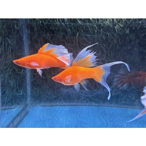 **RARE Albino Red Butterfly Rosefin Lyretail/Veiltail Swordtails(2M3F)**