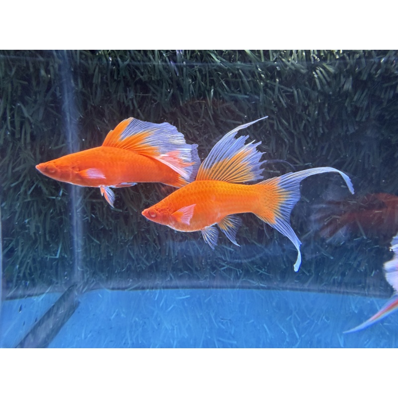 **RARE Albino Red Butterfly Rosefin Lyretail/Veiltail Swordtails(2M3F)**
