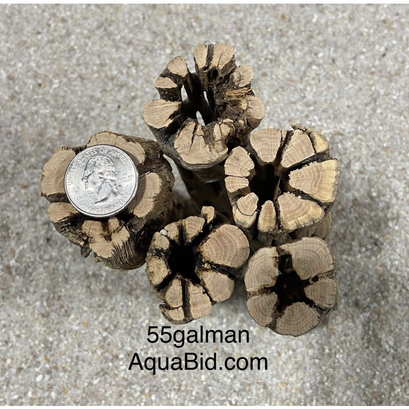 Thick Cholla Wood 6” pieces X20