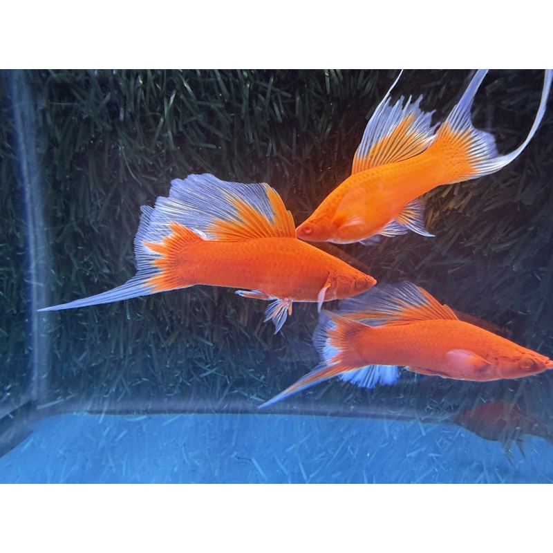 **RARE Albino Red Butterfly Rosefin Lyretail/Veiltail Swordtails(2M3F)**