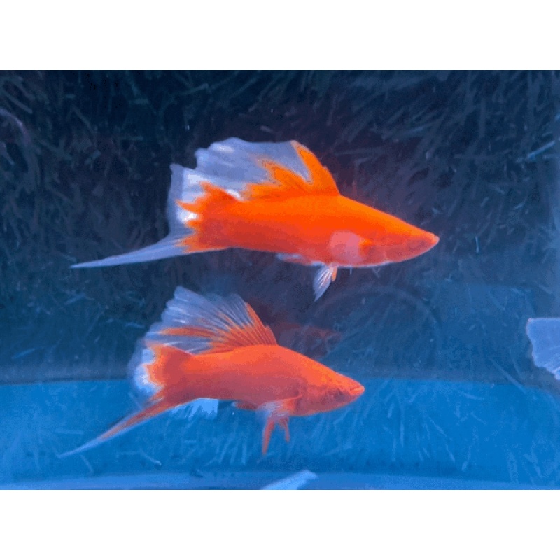 **RARE Albino Red Butterfly Rosefin Lyretail/Veiltail Swordtails(2M3F)**