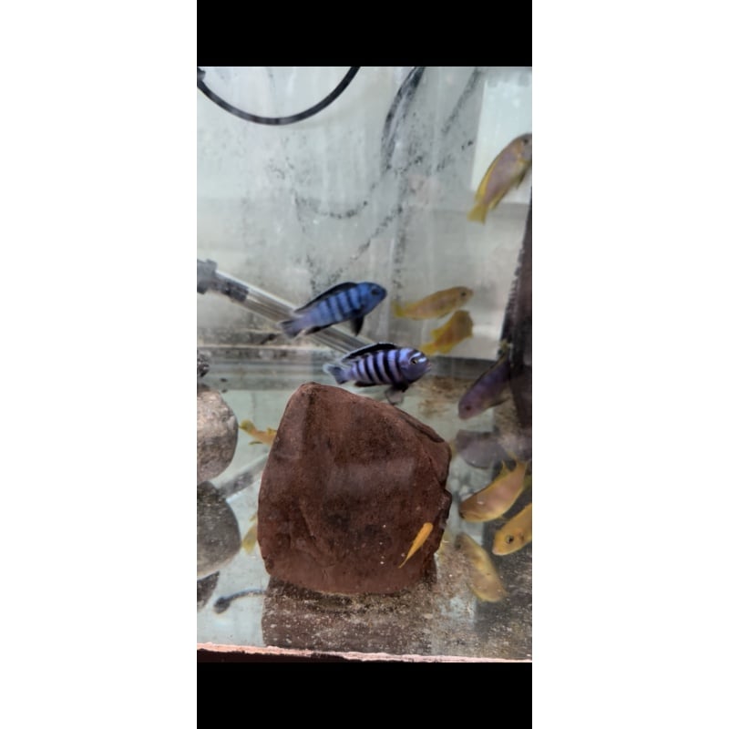12 Chindango Saulosi at 1-1.5”