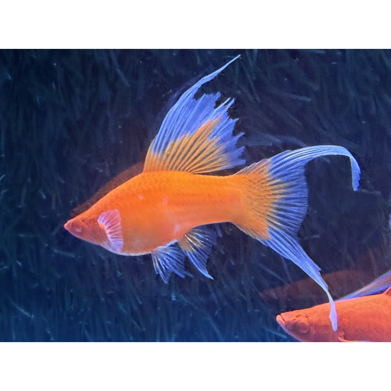 **RARE Albino Red Butterfly Rosefin Lyretail/Veiltail Swordtails(2M3F)**