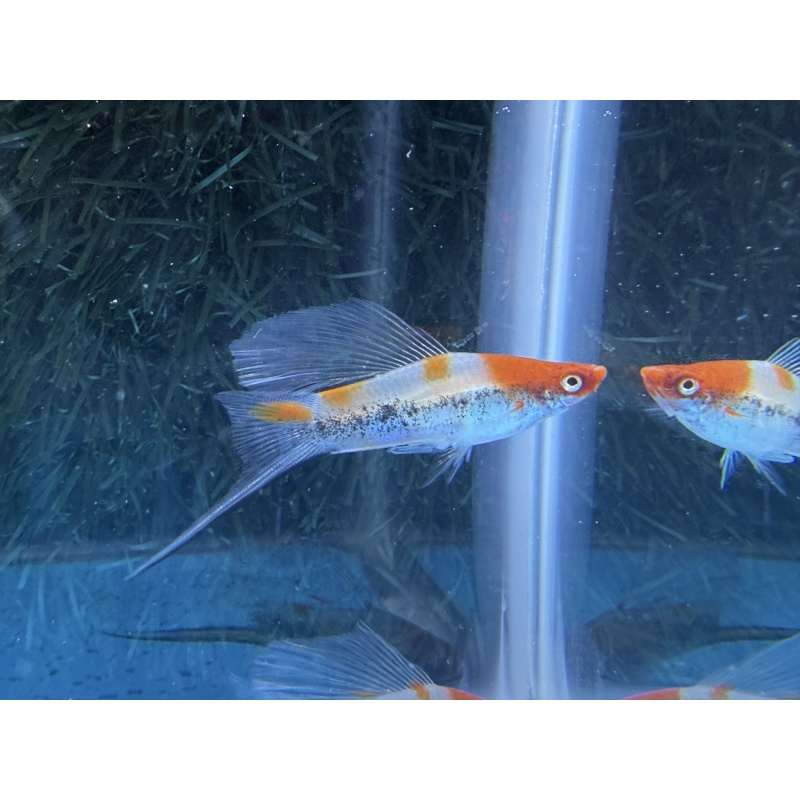 **Rare Koi Tuxedo HiFin Swordtail (2M2F)**