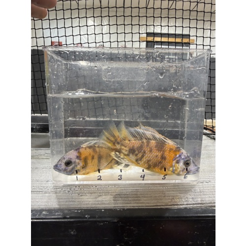 OB Borleyi breeder pack.  2 males and 10 females