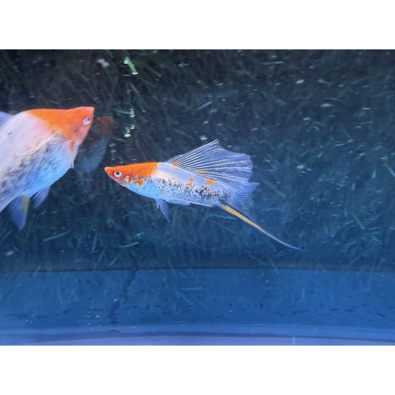 **Rare Koi Tuxedo HiFin Swordtail (2M2F)**
