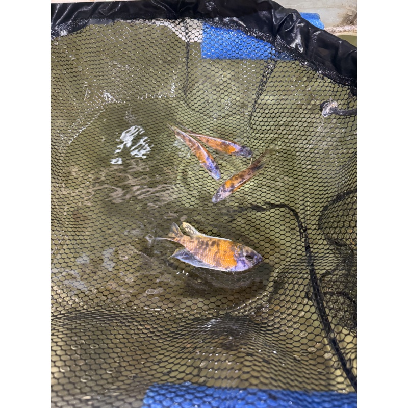 OB Borleyi breeder pack.  2 males and 10 females