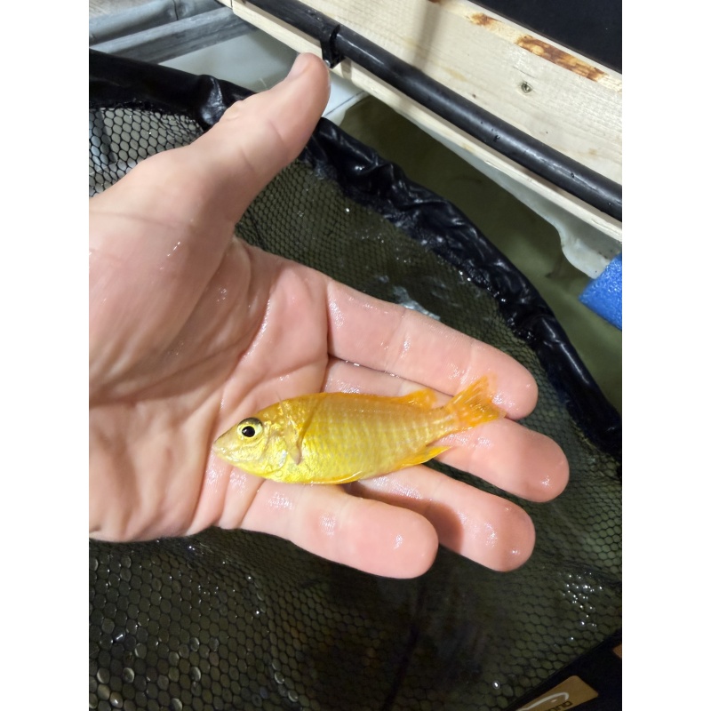 6 fish Male Peacock/Hap package.