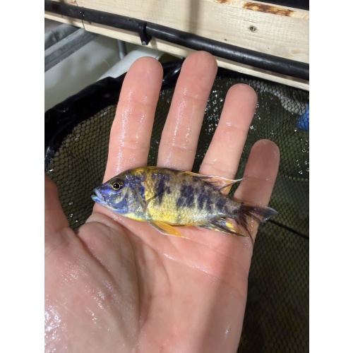 OB lwanda breeder pack. 2 males 10 females