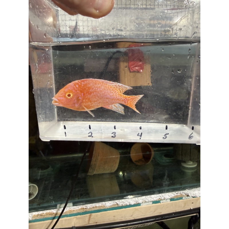 Albino dragonblood breeder pack.  2 males and 10 females