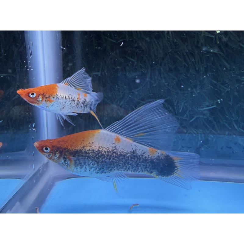 **Rare Koi Tuxedo HiFin Swordtail (2M2F)**