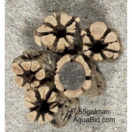Cholla Wood THICK 6” X20 pieces