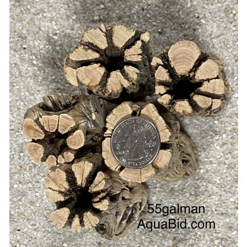 Cholla Wood THICK 6” X20 pieces