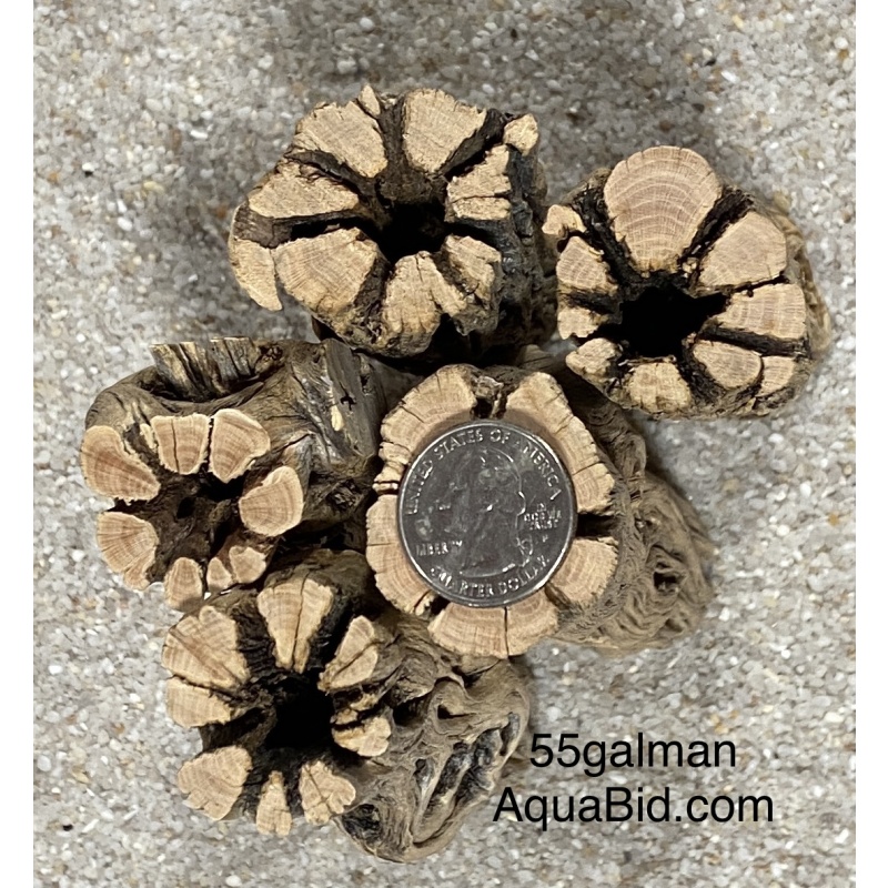 Cholla Wood THICK 6” X20 pieces