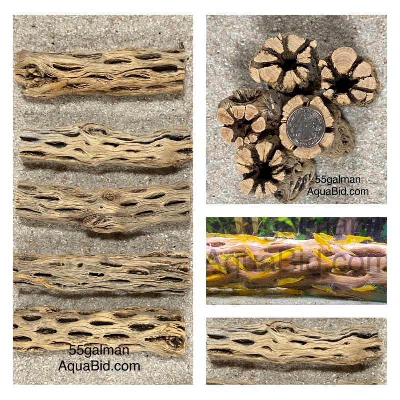 Cholla Wood THICK 6” X20 pieces