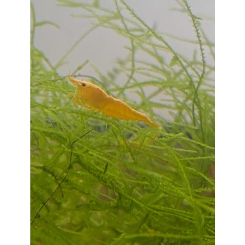 10+2 Yellow Neocaridina Shrimp USA Bred