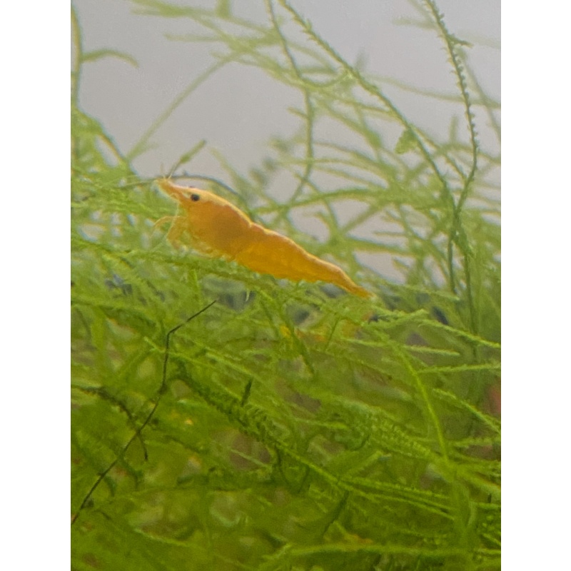 10+2 Yellow Neocaridina Shrimp USA Bred