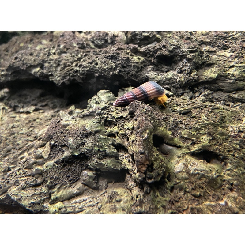 Sulawesi Orange Poso Snails x5