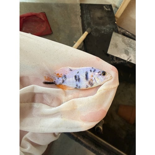 OB platinum fryeri breeder pack.  2 males and 10 females
