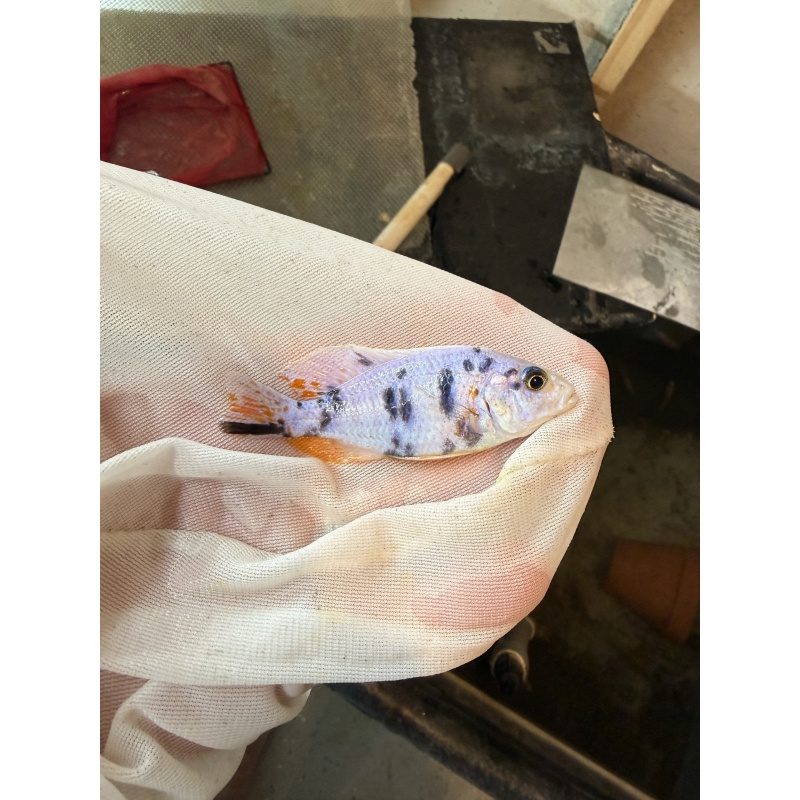 OB platinum fryeri breeder pack.  2 males and 10 females
