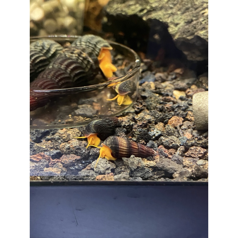 Sulawesi Orange Poso Snails x5