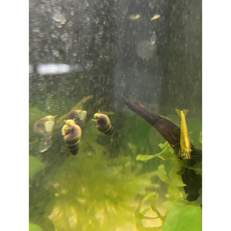 Sulawesi Yellow Poso Snails x5