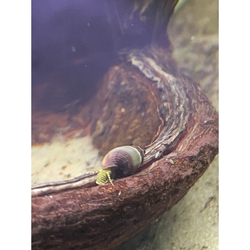 Sulawesi Yellow Poso Snails x5