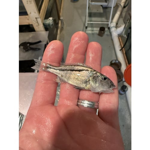 Five 2-3” Malawi Hawk unsexed.