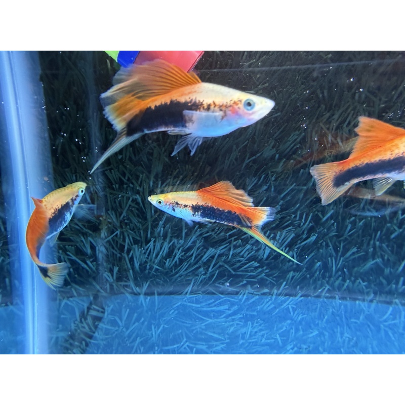 **RARE Pineapple Cauliflower Tuxedo Swordtails(2M4F)**