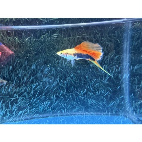 **RARE Pineapple Cauliflower Tuxedo Swordtails(2M4F)**