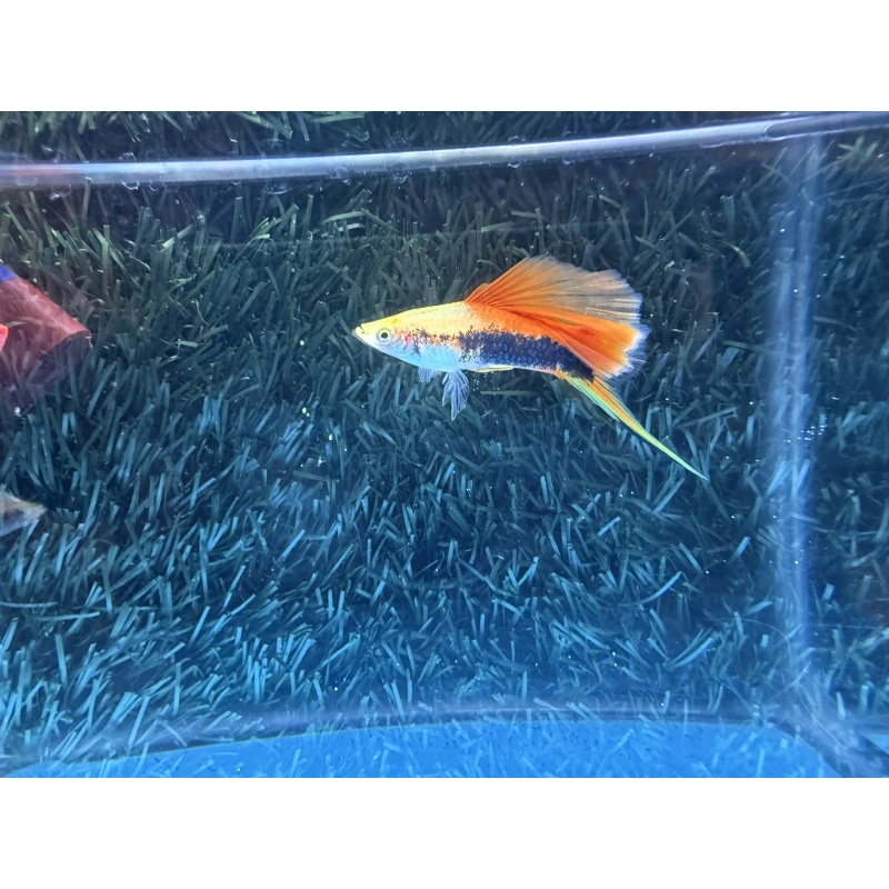 **RARE Pineapple Cauliflower Tuxedo Swordtails(2M4F)**