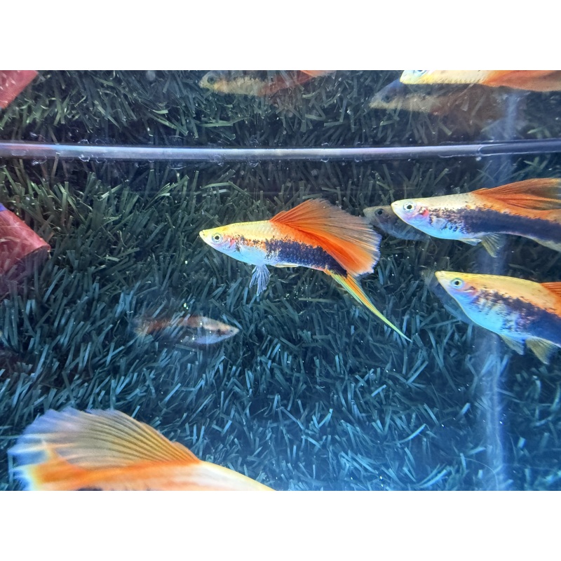 **RARE Pineapple Cauliflower Tuxedo Swordtails(2M4F)**