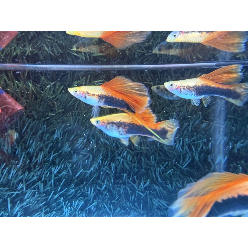**RARE Pineapple Cauliflower Tuxedo Swordtails(2M4F)**