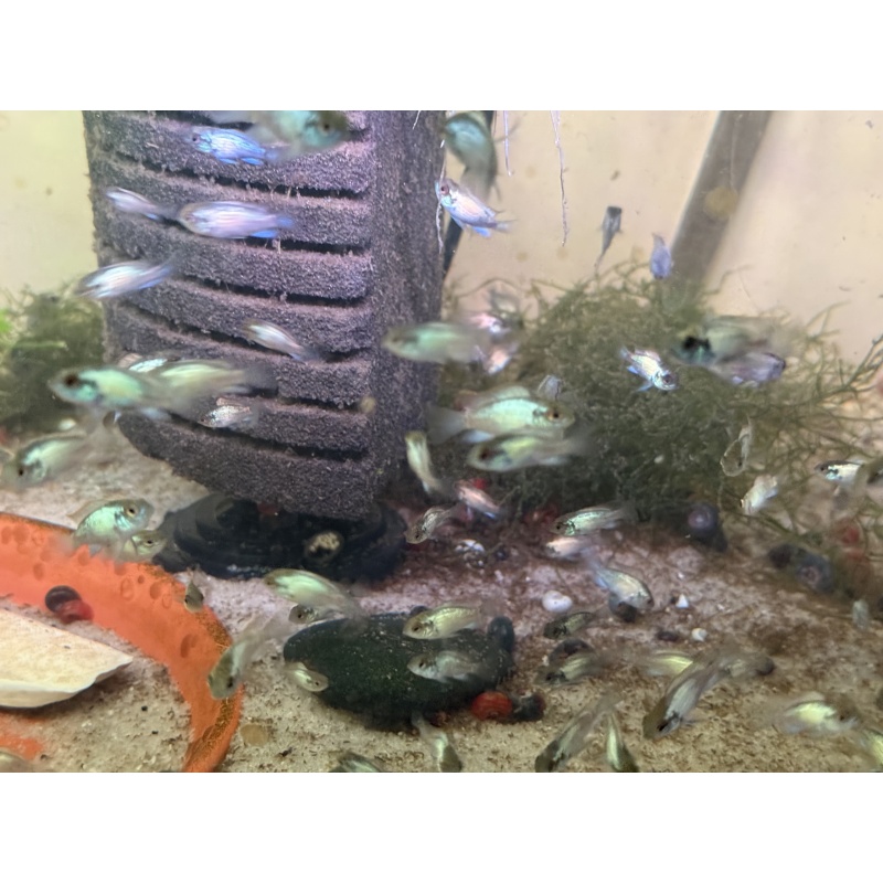 6 Premium Electric Blue Acara Cichlids 1”-2” Home Raised