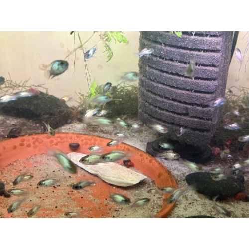 6 Premium Electric Blue Acara Cichlids 1”-2” Home Raised