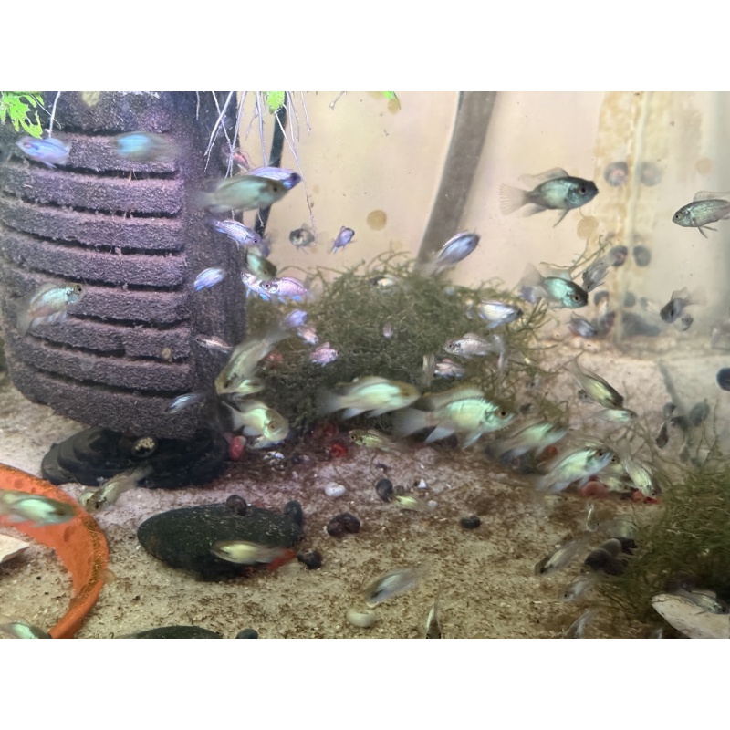 6 Premium Electric Blue Acara Cichlids 1”-2” Home Raised