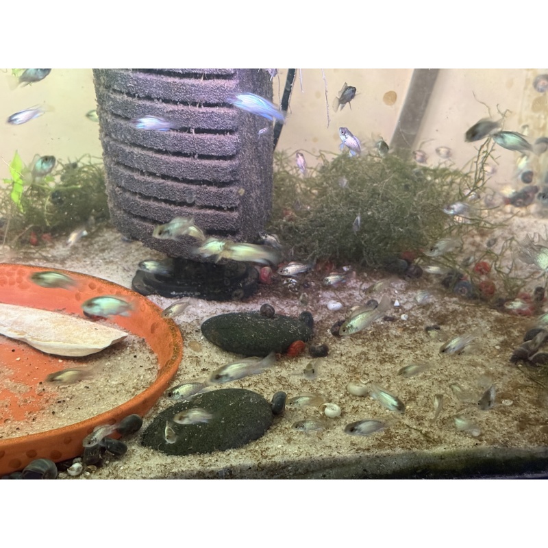 6 Premium Electric Blue Acara Cichlids 1”-2” Home Raised