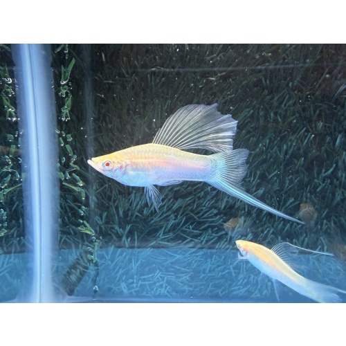 **RARE White Albino Tuxedo HiFin Lyretail Swordtails(1M2F plus 1F)**